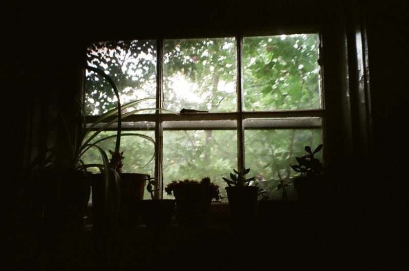 windowplants